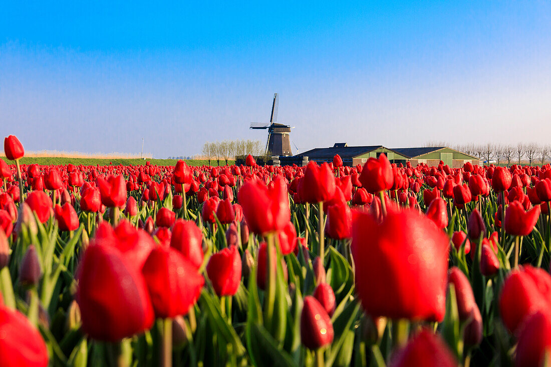 Felder der roten Tulpen umgeben die typische Windmühle, Berkmeer, Gemeinde Koggenland, Nordholland, Niederlande, Europa