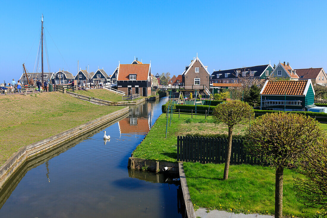 White swan in the canal surrounded by meadows and typical wooden houses, Marken, Waterland, North Holland, The Netherlands, Europe
