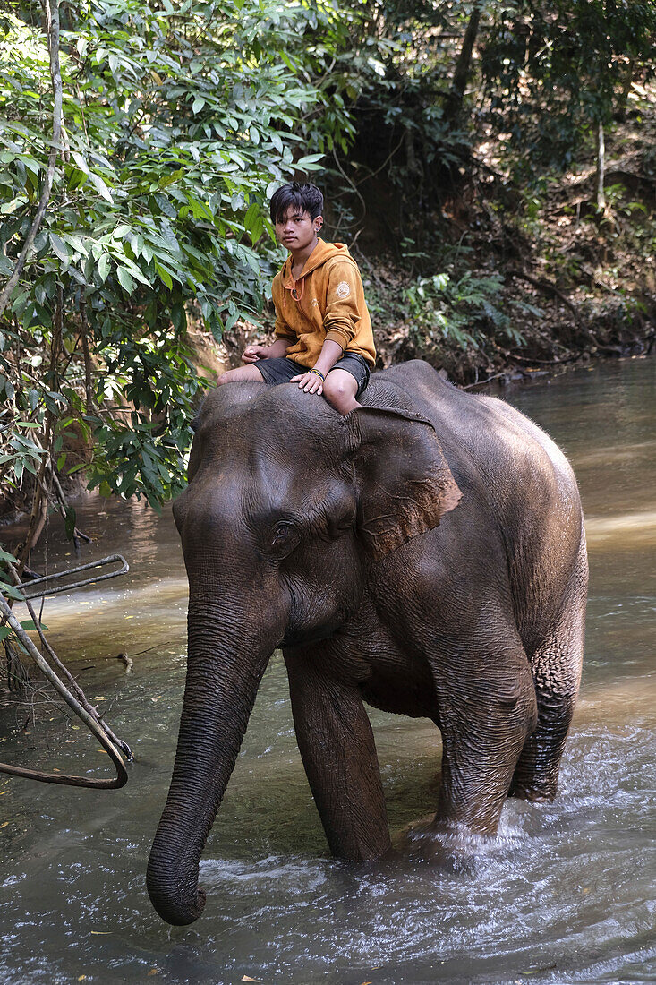 Mahoot riding elephant, Elephant Sanctuary, Mondulkiri, Cambodia, Indochina, Southeast Asia, Asia