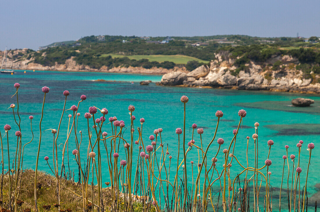 Pink flowers of the inland frame the turquoise sea in summer, Sperone, Bonifacio, South Corsica, France, Mediterranean, Europe