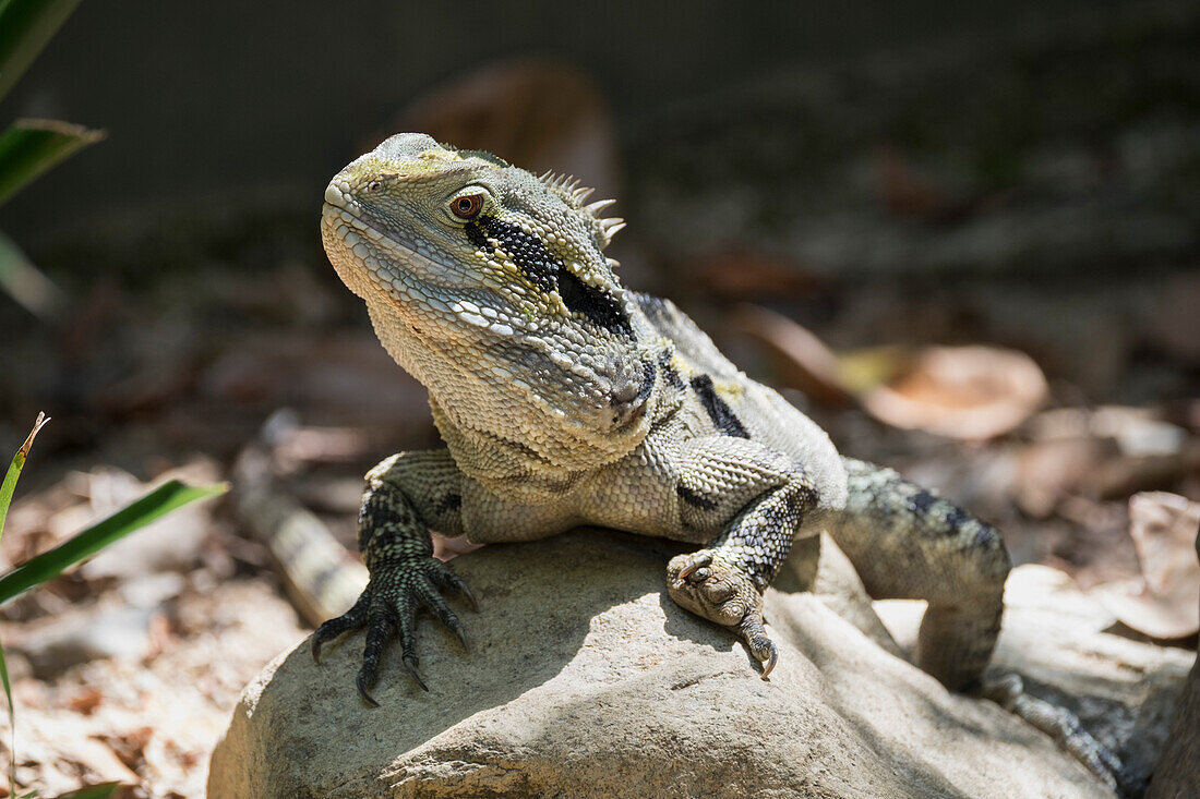 Monitor Eidechse (Goanna) (Varanus), Gefangenschaft, Australien, Pazifik