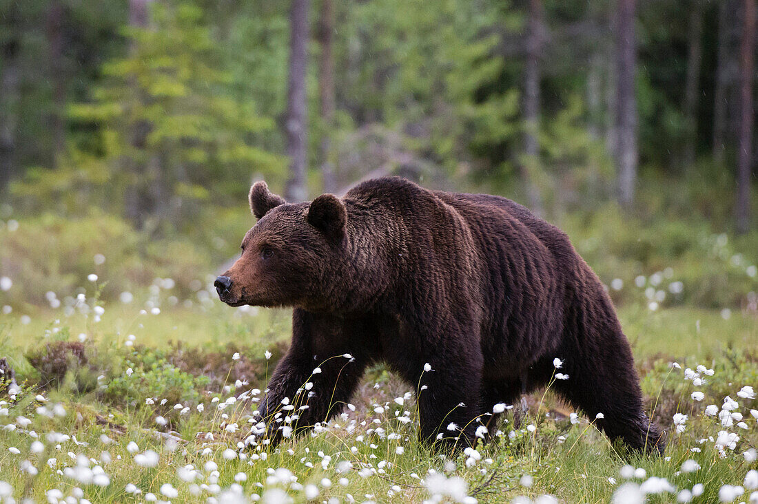 Ein europäischer Braunbär (Ursus arctos), der auf einer Wiese des blühenden Baumwollgrases, Kuhmo, Finnland, Europa wandert