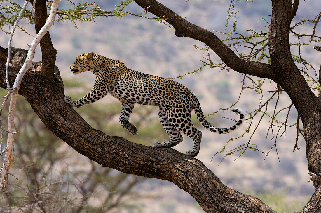 Ein Leopard (Panthera pardus) zu Fuß auf einem Ast, Samburu National Reserve, Kenia, Ostafrika, Afrika