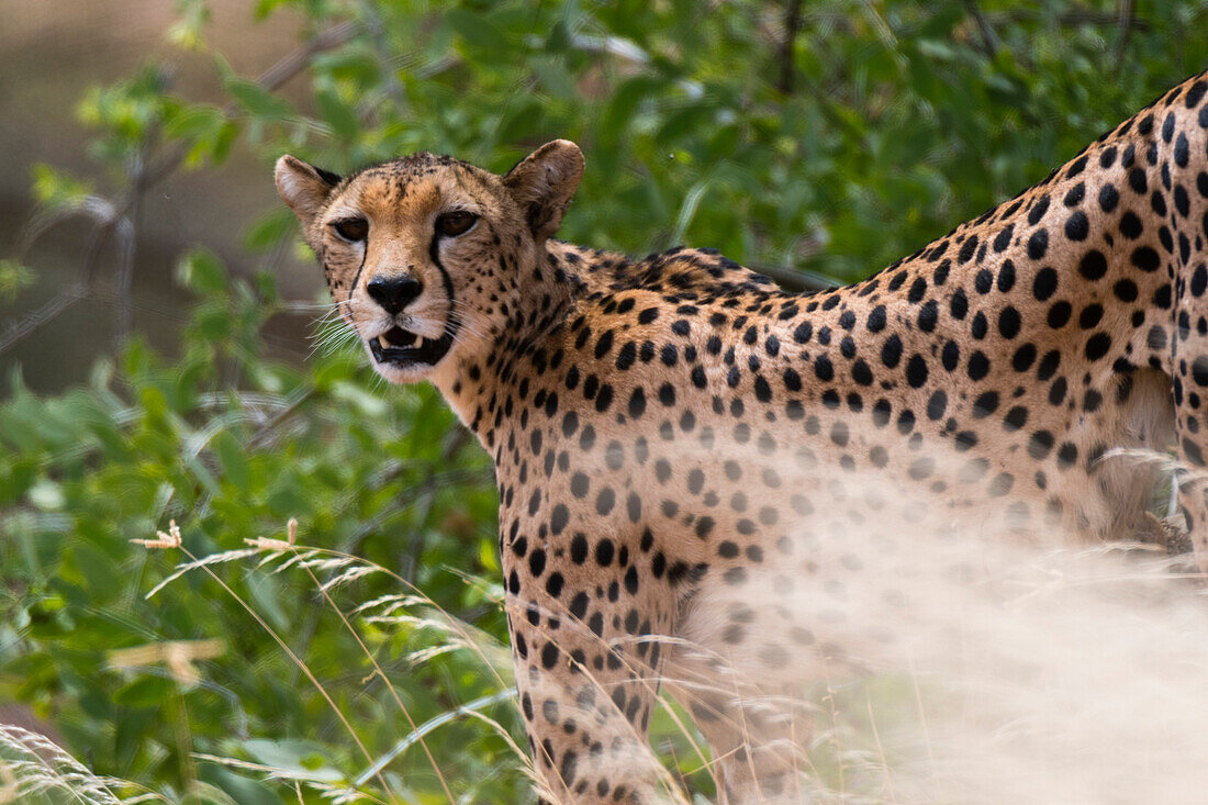 Portrait of a cheetah (Acinonyx jubatus), Samburu National Reserve, Kenya, East Africa, Africa