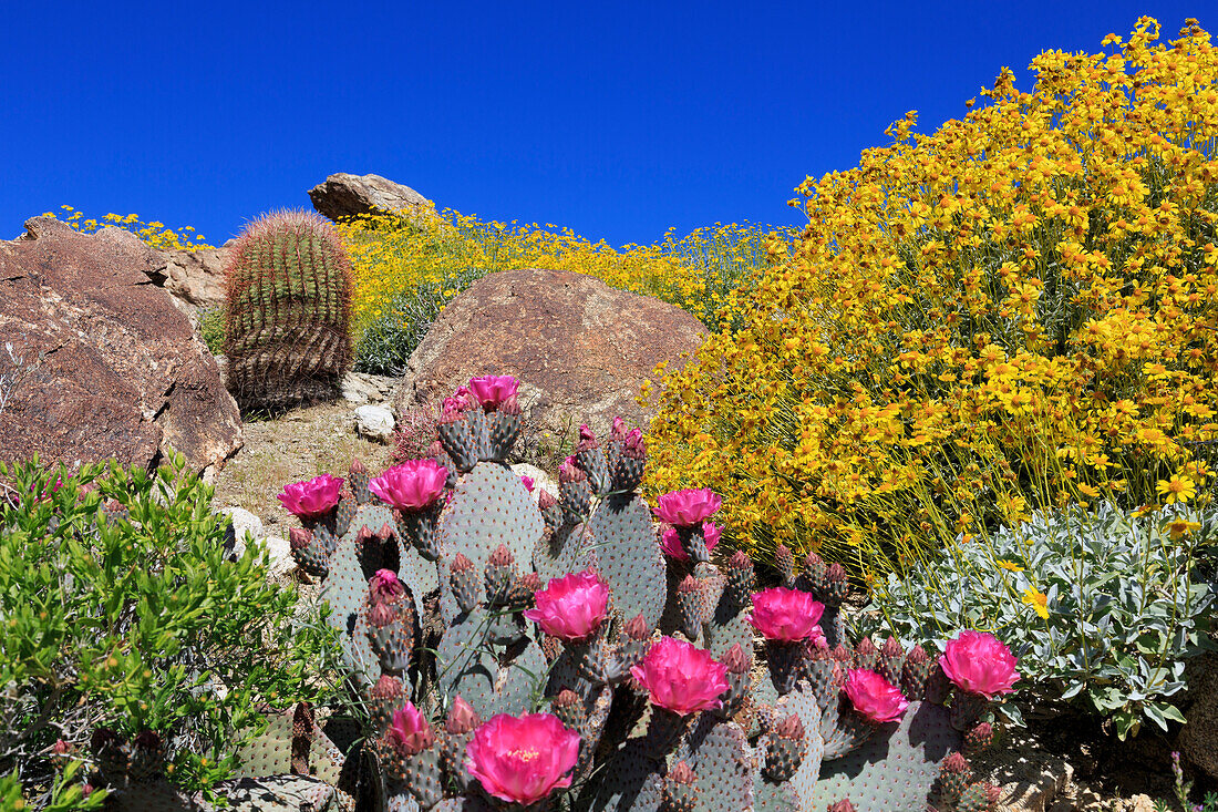 Beavertail cactus and brittlebush, Anza-Borrego Desert State Park, Borrego Springs, San Diego County, California, United States of America, North America