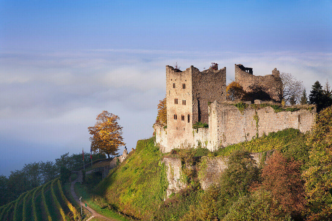 Schauenburg castle ruin, early morning fog, Oberkirch, Black Forest, Baden Wurttemberg, Germany, Europe