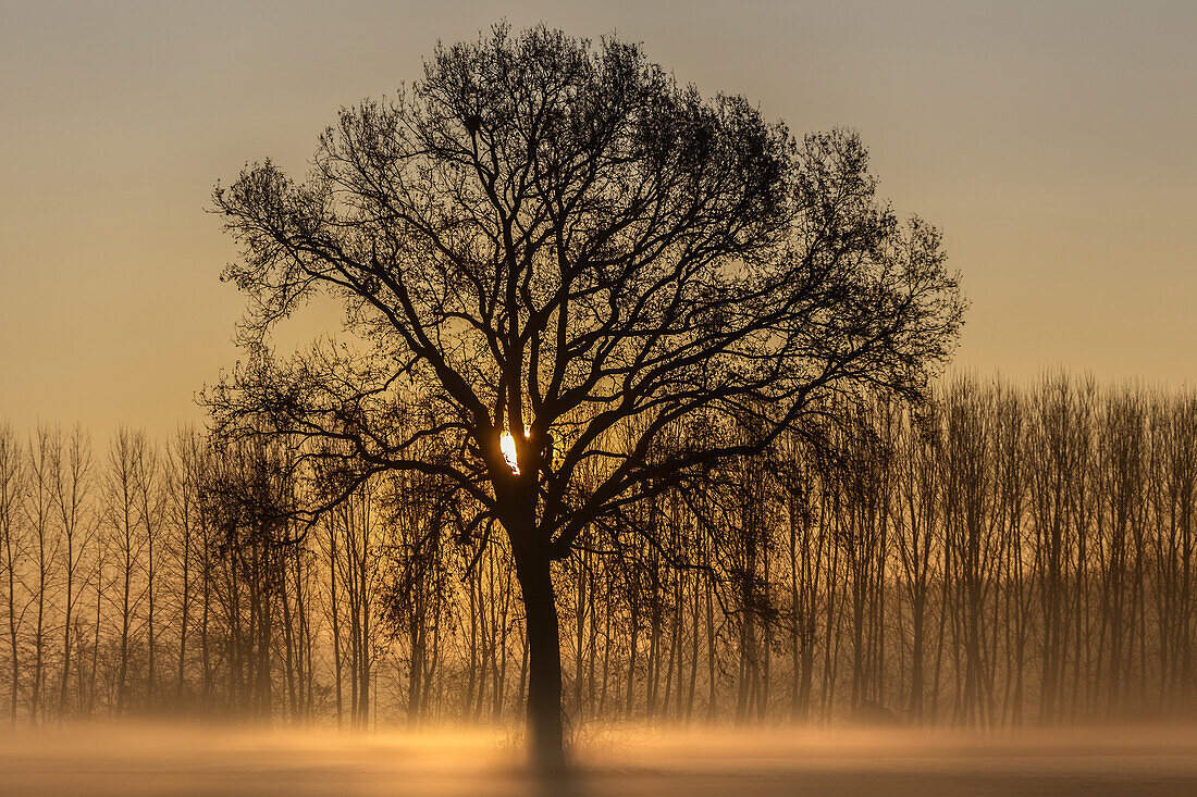 Turin province, Piedmont, Italy, Europe, Magic sunrise in the Piedmont plain