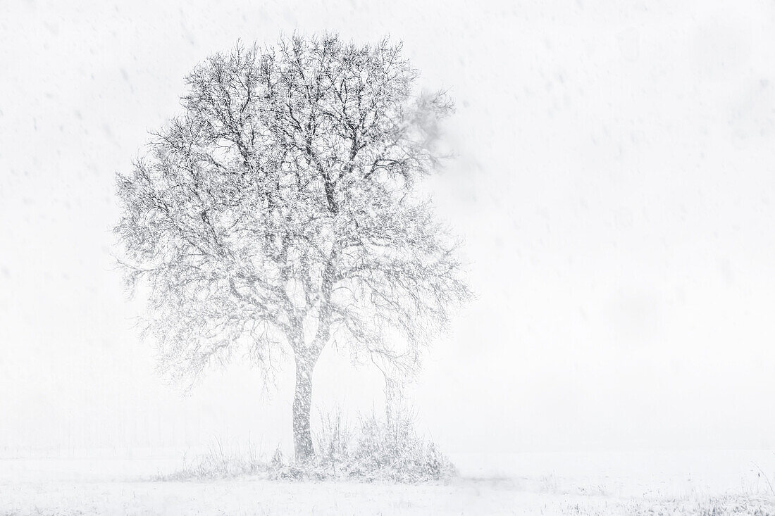 Turin Provinz, Piemont, Italien, Europa, Abstrakt Schnee die Piemont Ebene