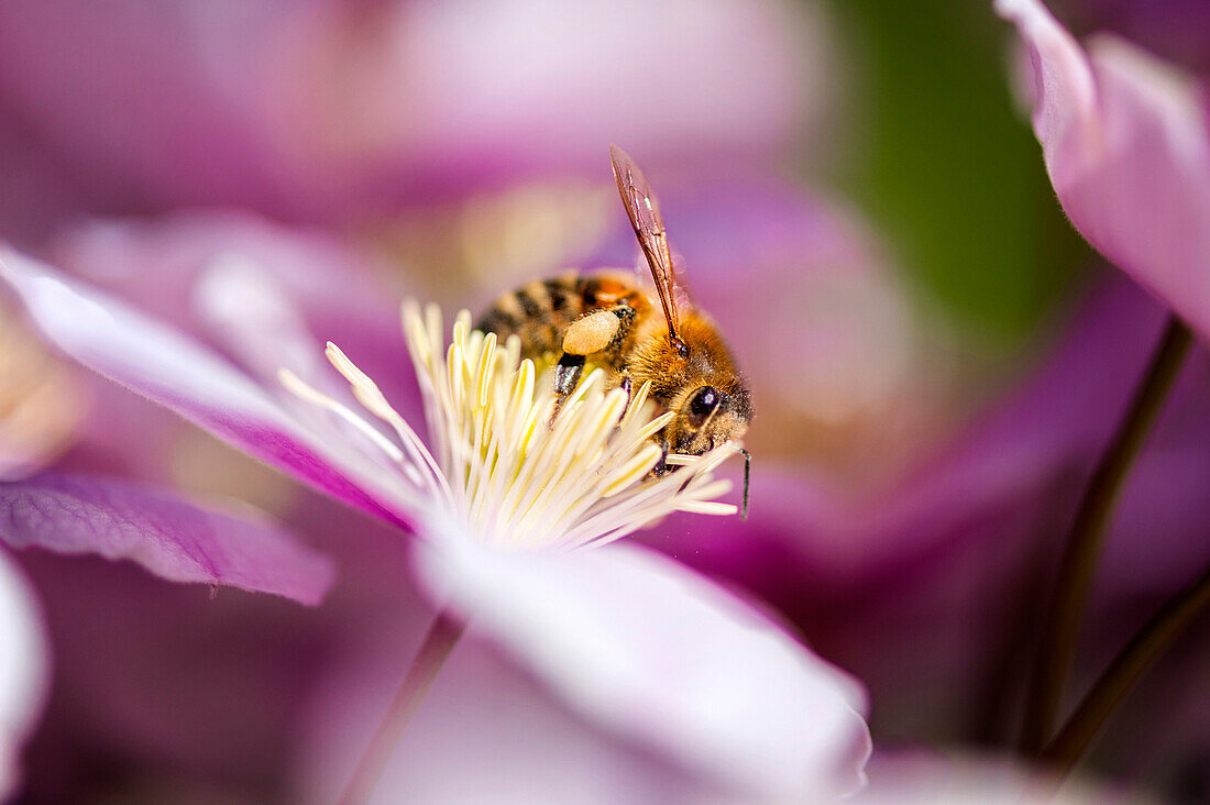 Biene saugen Nektar von einer Blume