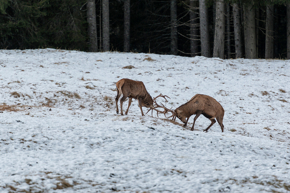 Italien, Trentino Alto Adige, Hirsche kämpfen im Naturpark Paneveggio