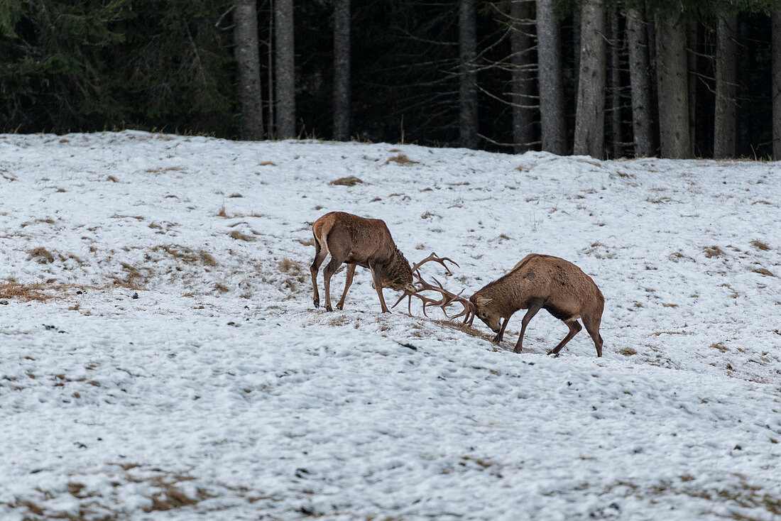 Italy, Trentino Alto Adige, deers fighting in Paneveggio nature park