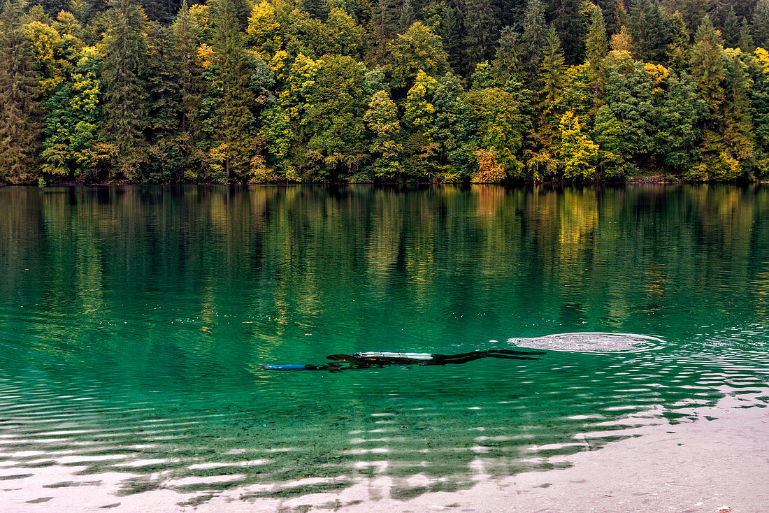 diver explore water of Tovel lake, Italy, Trentino Alto Adige, Non valley