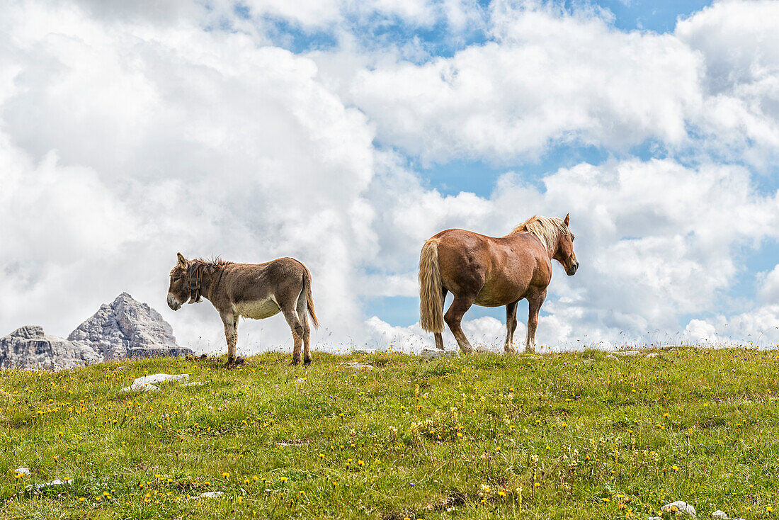 Pferd und Esel grasen auf den Rasen in der Nähe von Lavaredo, Veneto, Dolomiten, Italien, Europa