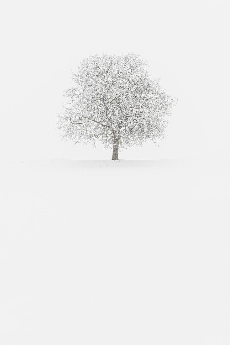 Europe, Italy, Trentino Alto Adige, Non valley, Snow covered tree after a heavy snowfall