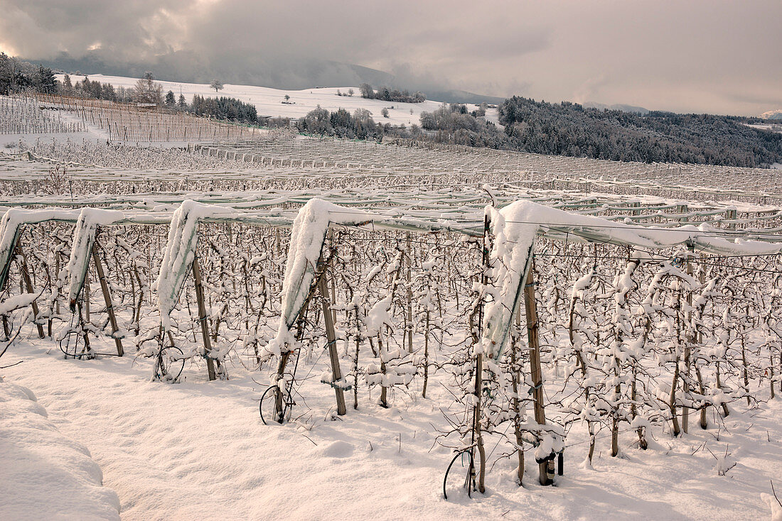 Apfelgarten mit Schnee bedeckt in Non Valley, Trentino Alto Adige, Italien, Europa