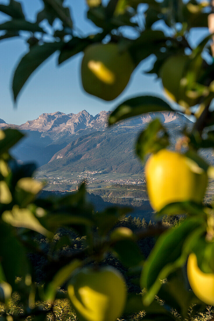 Europa, Italien, Trentino Südtirols, goldene Äpfel aus Nicht-Tal und Hintergrund siehe Brenta-Gruppe