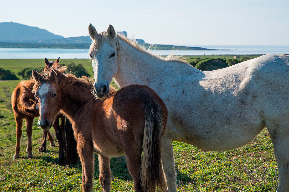 Horses, Asinara island, Porto Torres, Sassari province, sardinia, italy, europe