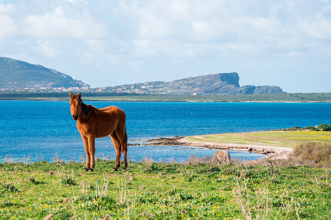Pferd, Asinara Nationaal Park, Porto Torres, Provinz Sassari, Sardinien, Italien, Europa