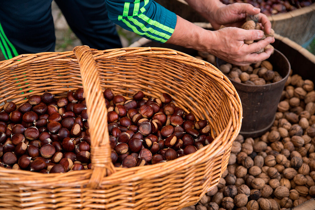 Chestnuts, Sorgono, Nuoro province, sardinia, italy, europe