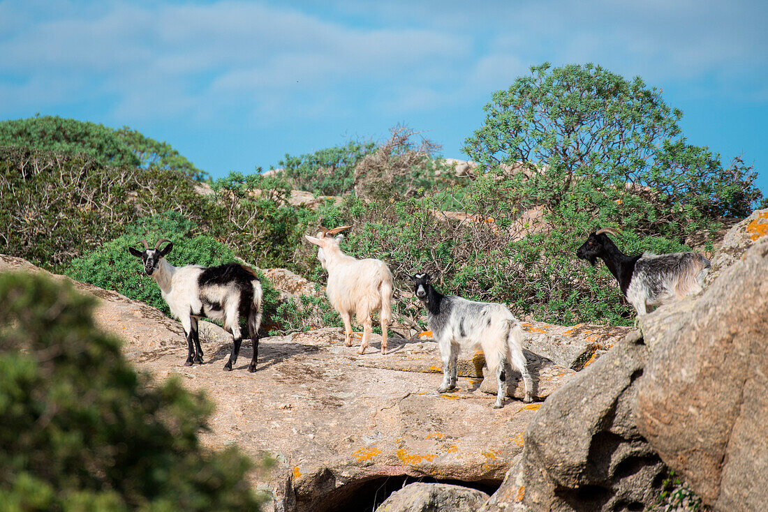 Wild goats, Asinara Nationaal Park, Porto Torres, Sassari province, sardinia, italy, europe