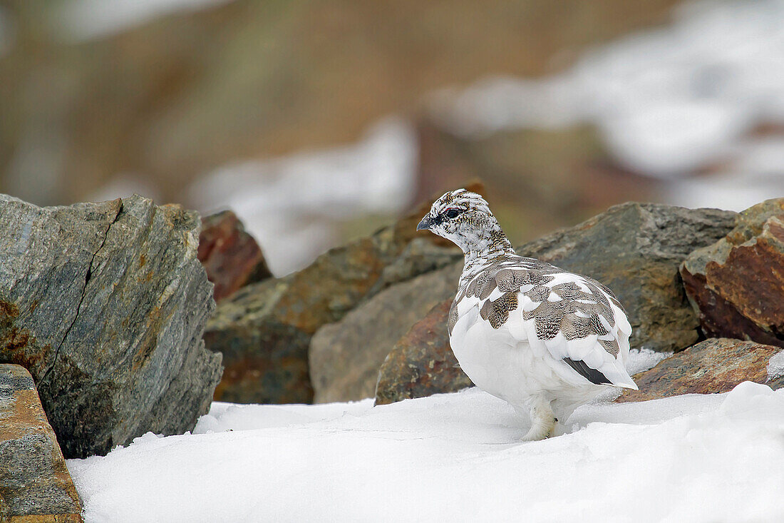 Stelvio National Park, Lombardy, Italy, Ptarmigan