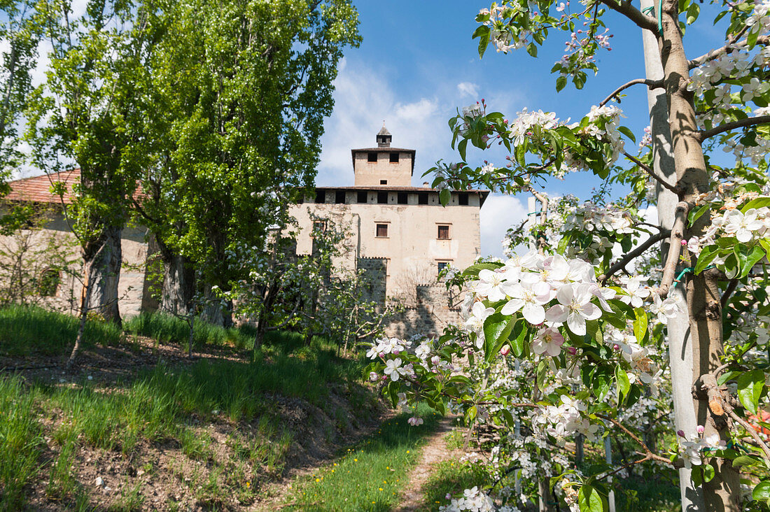 Italy, Trentino, Non Valley, apple blossom at Nanno Castle