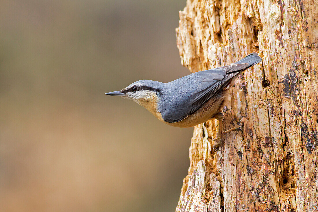 Adamello Natural Park, Lombardy, Italy, Woodpecker muretore