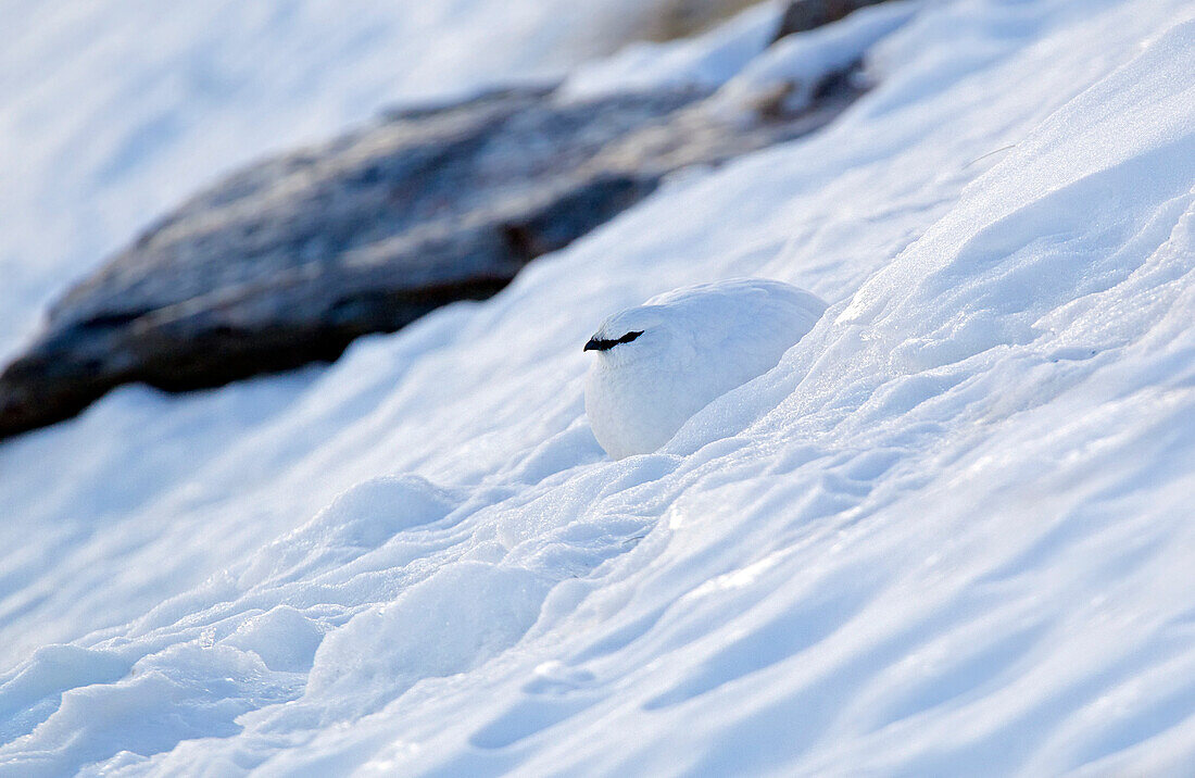 Stelvio Nationalpark, Lombardei, Italien, Ptarmigan