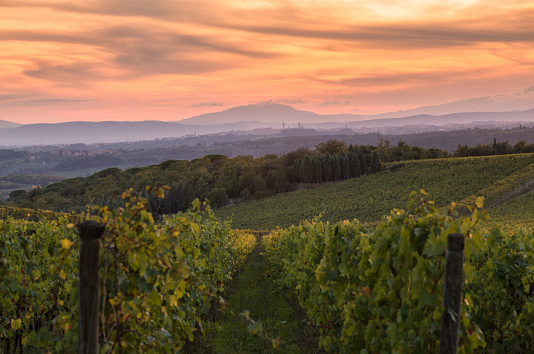 Mount Amiata , Monte Amiata, from Chianti vineyards during sunset, San Felice, Castelnuovo Berardenga, Chianti, Siena province, Tuscany, Italy, Europe