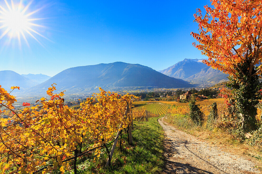 A oad between vineyards leads to Ramez Castle, Ramez Castle, Merano, Val Venosta, Alto Adige, Sudtirol, Italy, Europe