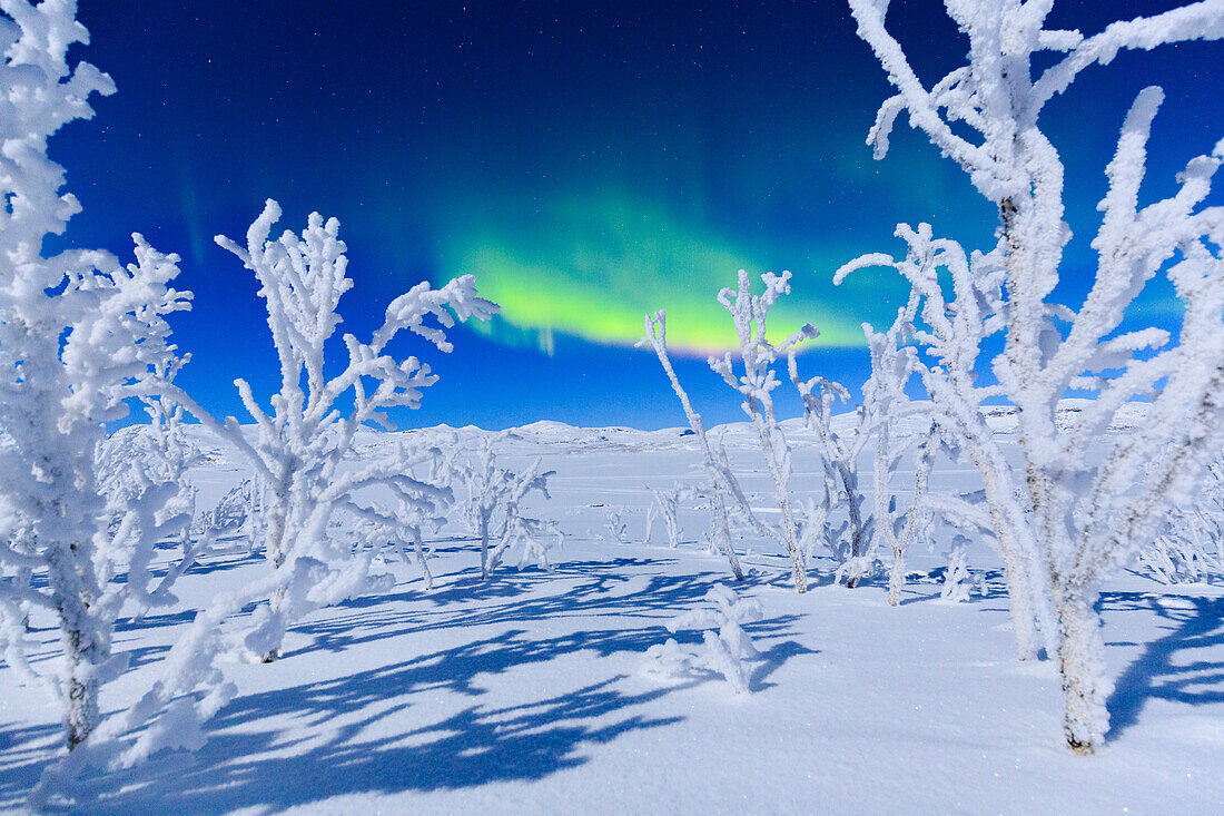 Nordlicht wird grün, der Nachthimmel beleuchtet vom Vollmond, Riskgransen, Norbottens Ian, Lappland, Schweden, Europa