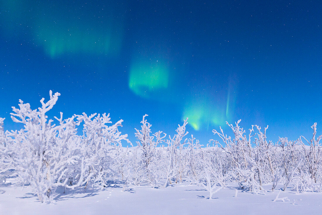 Northern lights turn green the night sky lit by the full moon, Riskgransen, Norbottens Ian, Lapland, Sweden, Europe