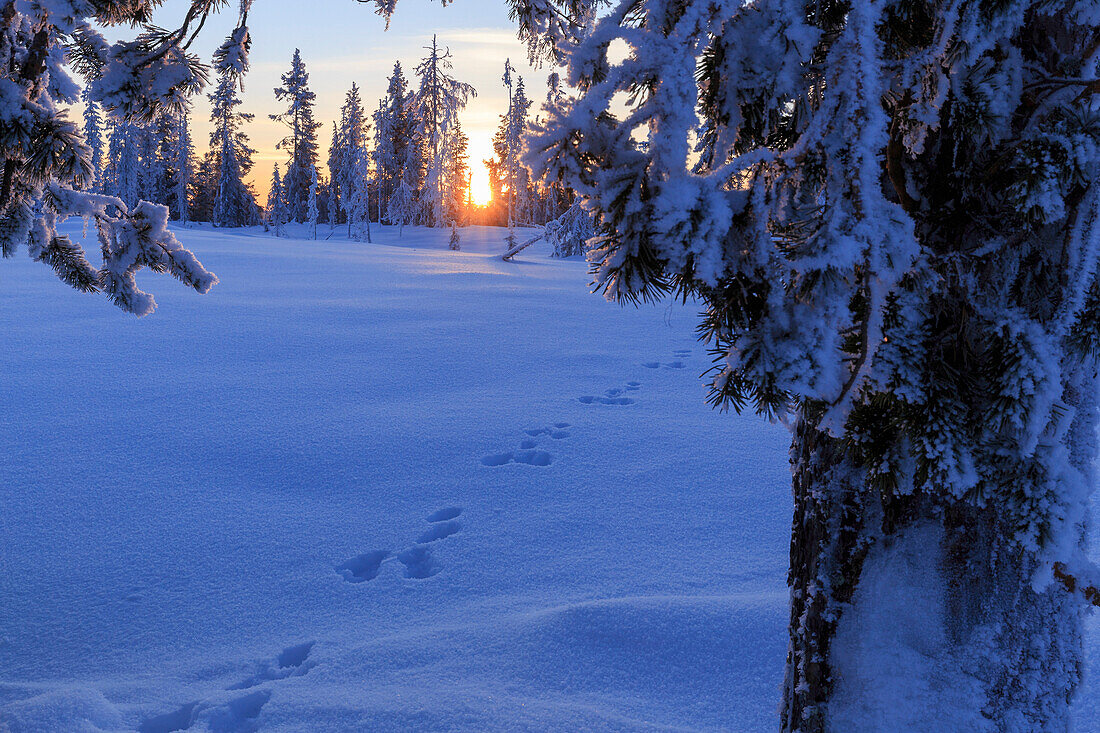 Footprint of hare on the edge of the Lapland forest during sunset, Sarkimukka, Norbottens Ian, Laplans, Sweden, Europe
