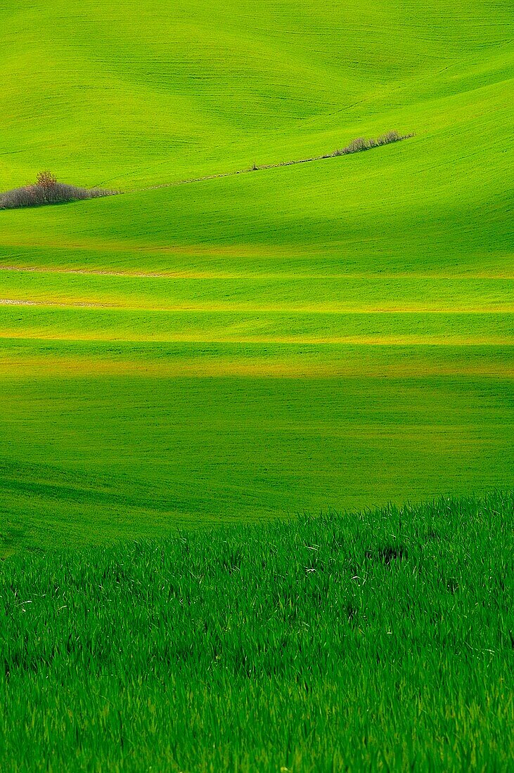 Die grünen Hügel von Val D'Orcia, Toskana, Italien