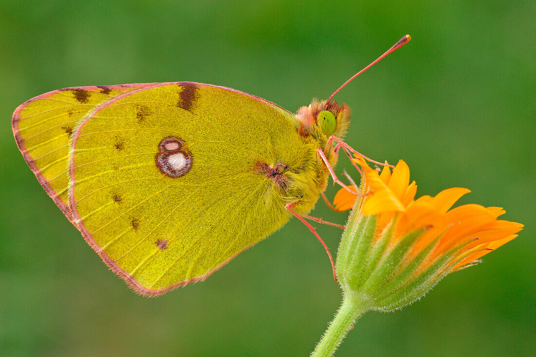 Colias alfacariensis, Casareggio, Liguria, Italy