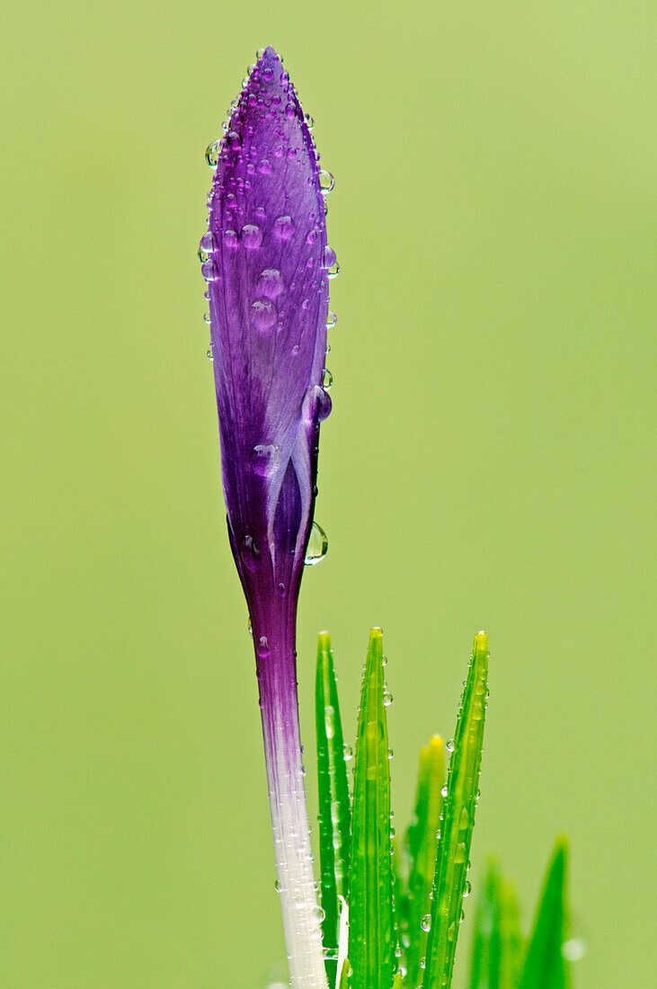 Crocus vernus, Casareggio, Liguria, Italy