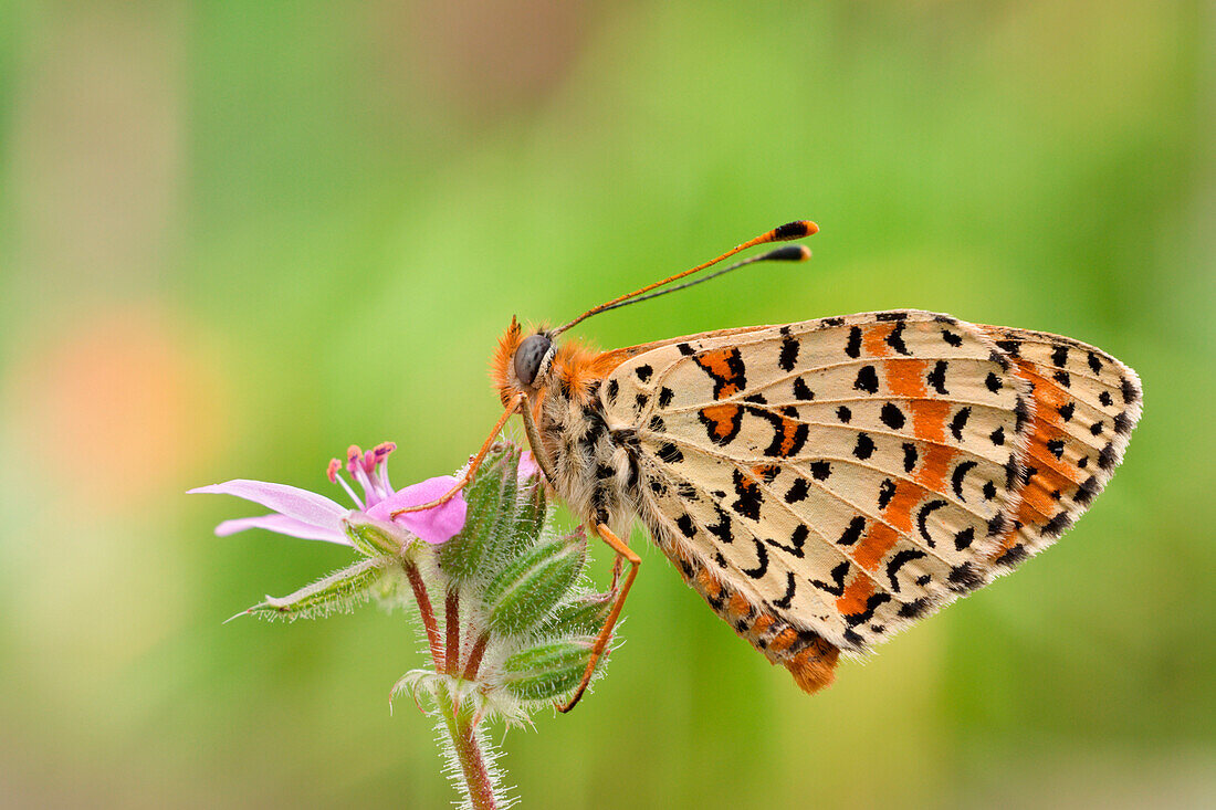 Melitaea cinxia, Liguria, Antola, Genova