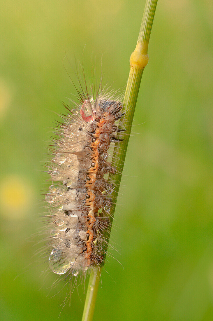 Lymantriinae, Casareggio, Ligurien, Italien