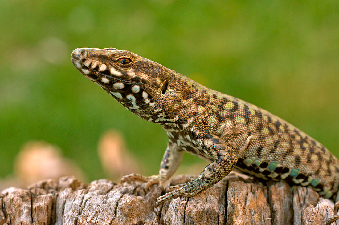 Podarcis muralis, Casareggio, Liguria, Vobbia, Italy