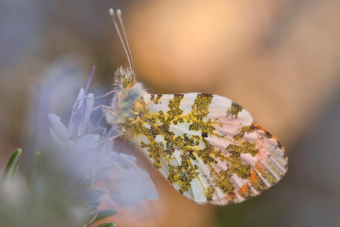 Anthocharis cardamines, Ligurien, Vobbia, Genua