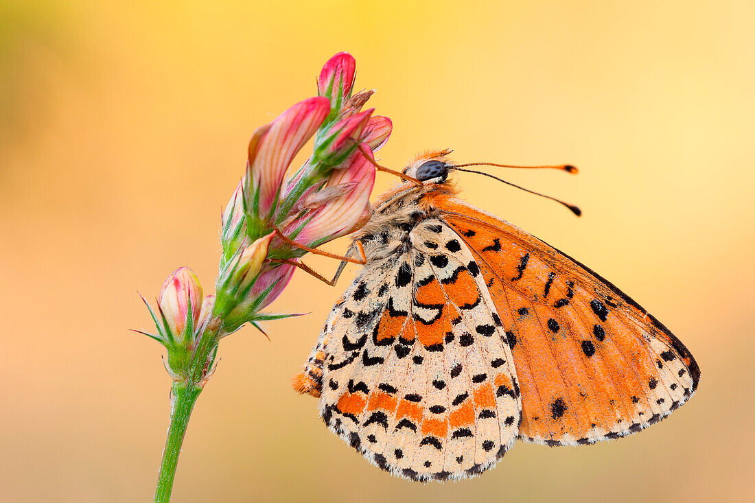 Melitaea didyma, piedmont, salata, italy