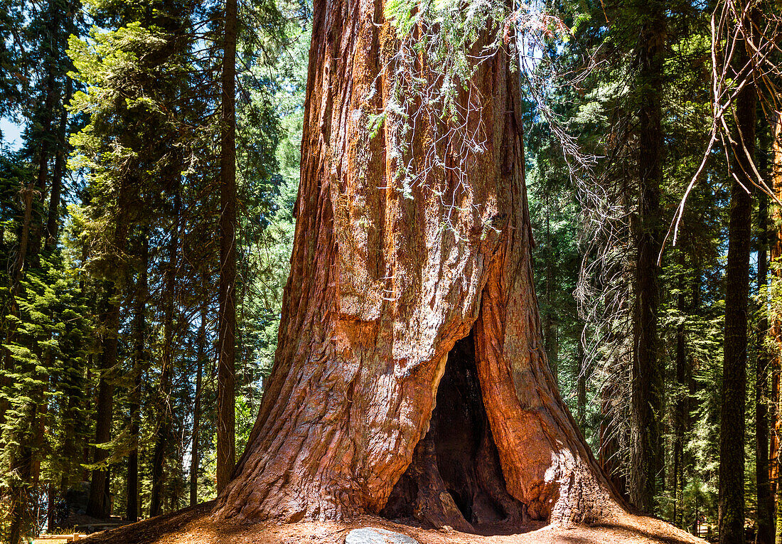Sequoia Nationalpark, Kalifornien, USA