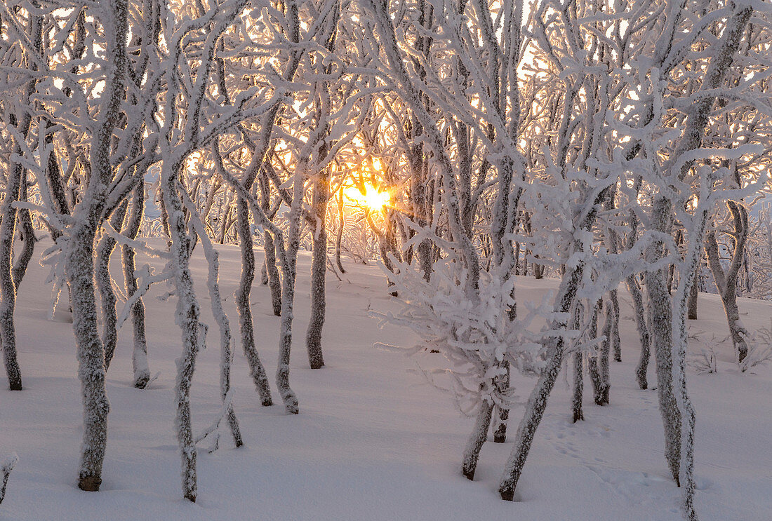 Gold Sonne zwischen Bäumen, Abisko, Kiruna, Schweden, Europa