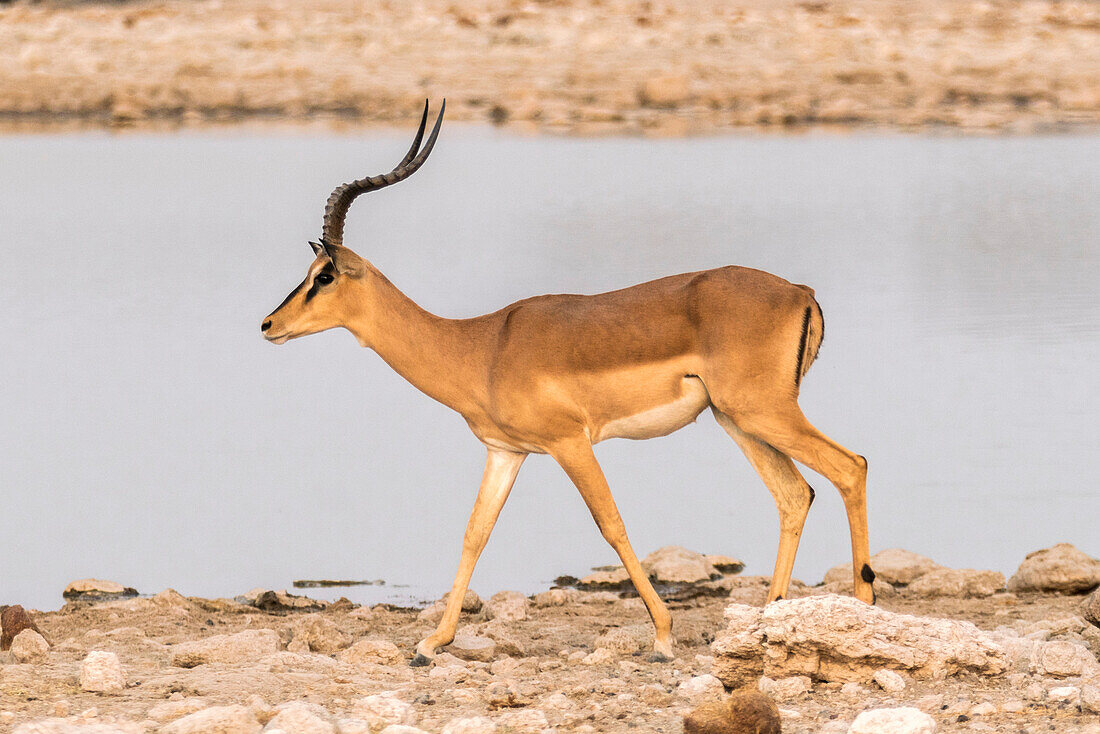 Antilope in der Nähe eines Teiches, Etosha Nationalpark, Region Oshikoto, Namibia
