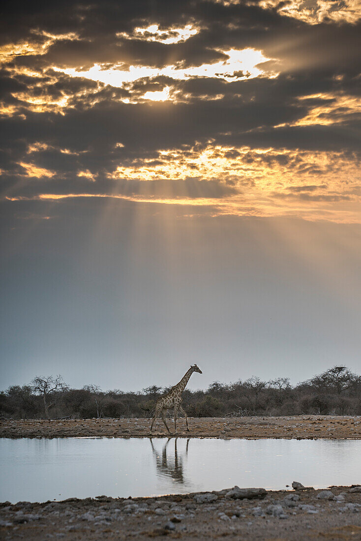 Giraffe near a pond at sunrise, Etosha National Park, Oshikoto region, Namibia