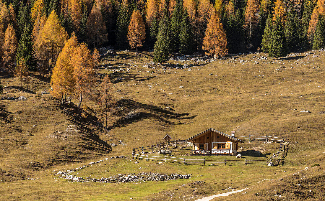 Cianpo de Crosc, Naturpark Dolomiti d'Ampezzo, Cortina d'Ampezzo, Belluno, Venetien, Italien, Herbst am Cianpo de Crosc