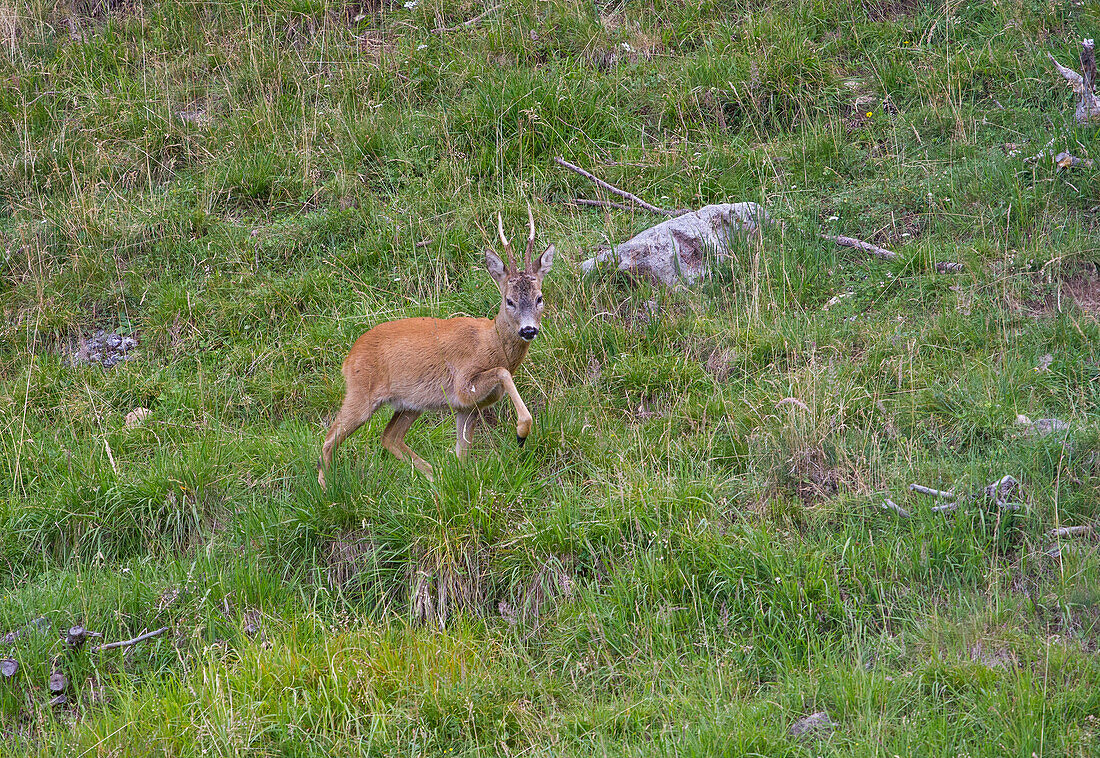 roe deer, Lombardy, Italy