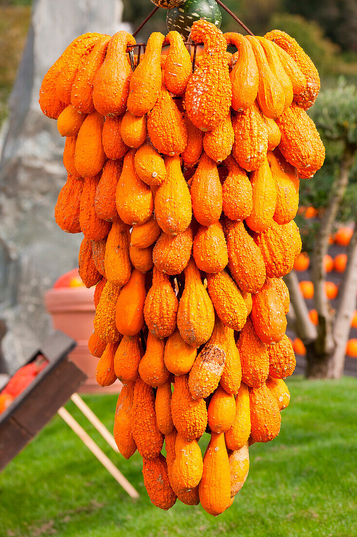 a close up of an exhibition of orange pumpkins during an autumnal exposition in a local marketplace, Bolzano province, South Tyrol, Italy, Europe