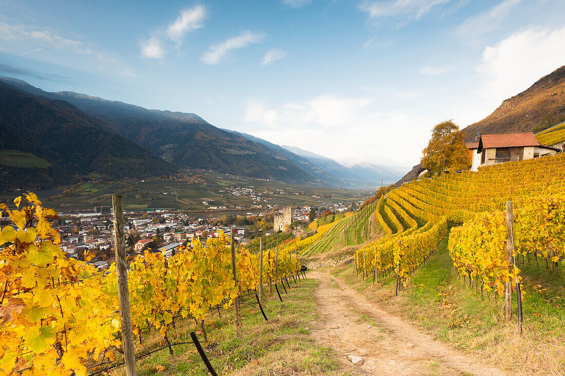 Ein herbstlicher Blick auf das Dorf Naturns im Sonnenaufgang mit Weinberge im Vordergrund, Vinschgau, Provinz Bozen, Südtirol, Trentino Südtirol, Italien, Europa