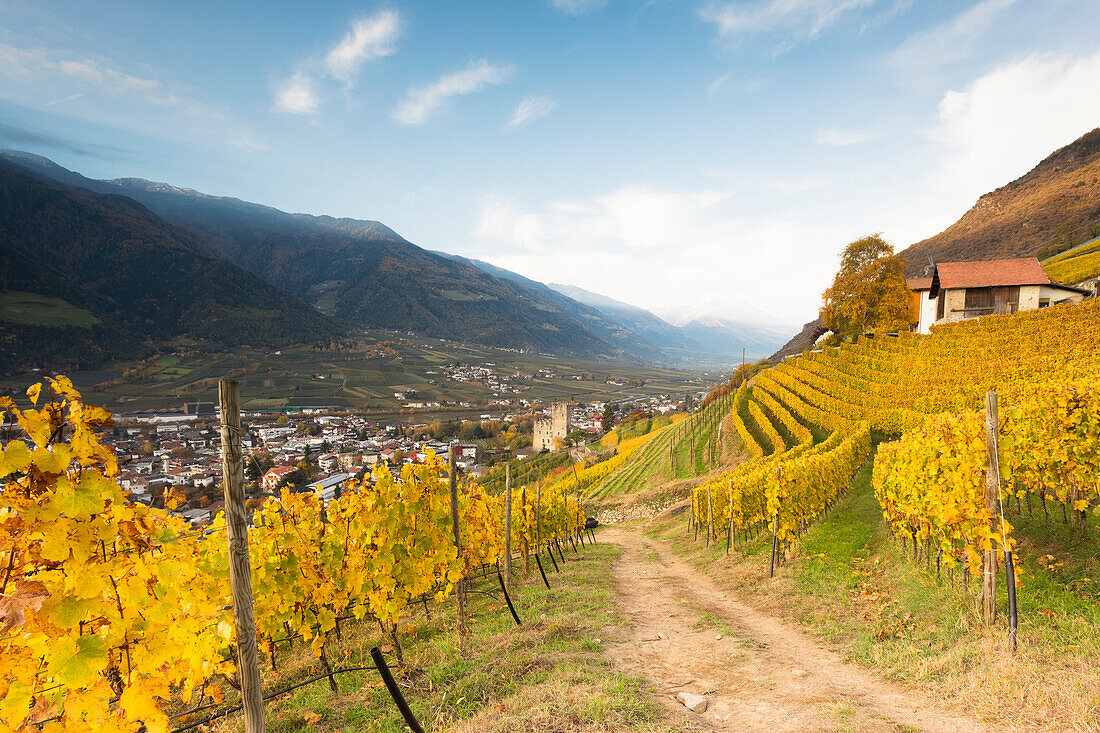 an autumnal view of the village of Naturns in the sunrise light with wineyards in the foreground, Vinschgau, Bolzano province, South Tyrol, Trentino Alto Adige, Italy, Europe